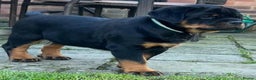 Rottweiler dogs for stud: HUGE HEALTH TESTED STUD - 0/0 hips 0/0 elbows in Bedford - Advert 16