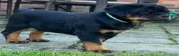 Rottweiler dogs for stud: HUGE HEALTH TESTED STUD - 0/0 hips 0/0 elbows in Bedford - Advert 16