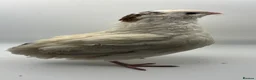 Quail poultry for sale: XL Giant/Super Jumbo Coturnix Quail Hatching Eggs - Advert 3