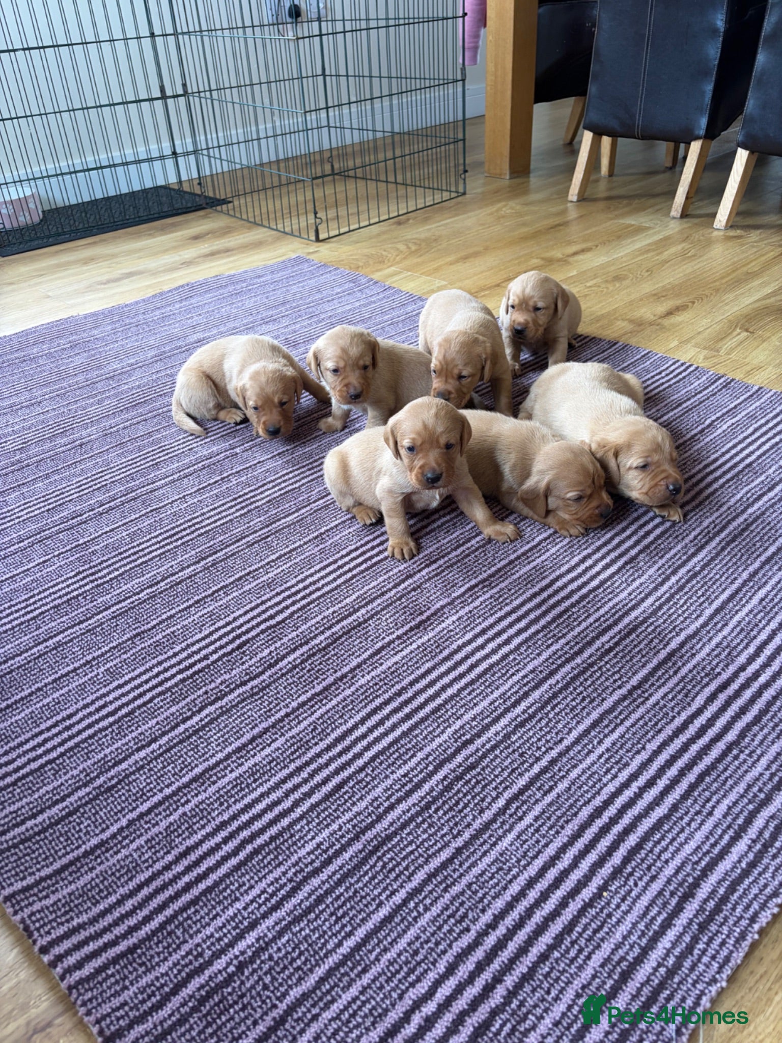 Labrador Retriever dogs Fox red Labrador puppies for sale  - Advert 2