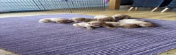 Labrador Retriever dogs for sale: Fox red Labrador puppies for sale  - Advert 2