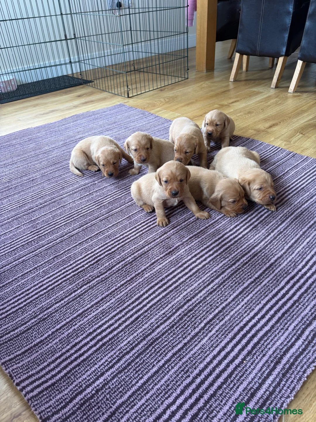 Labrador Retriever dogs for sale: Fox red Labrador puppies for sale  - Advert 2