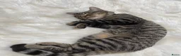 Mixed Breed cats for sale: Cat for free - Advert 7