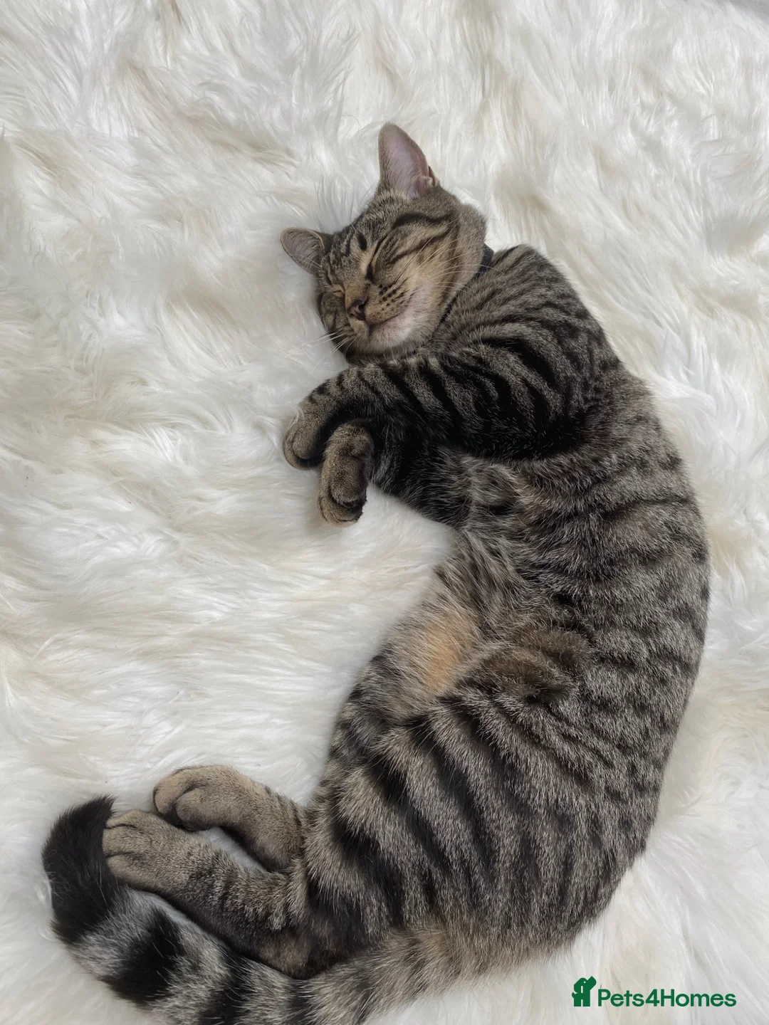 Mixed Breed cats for sale: Cat for free - Advert 7