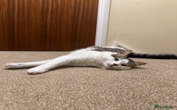 Mixed Breed cats for sale: Beautiful Male fluffy cat - Advert 3