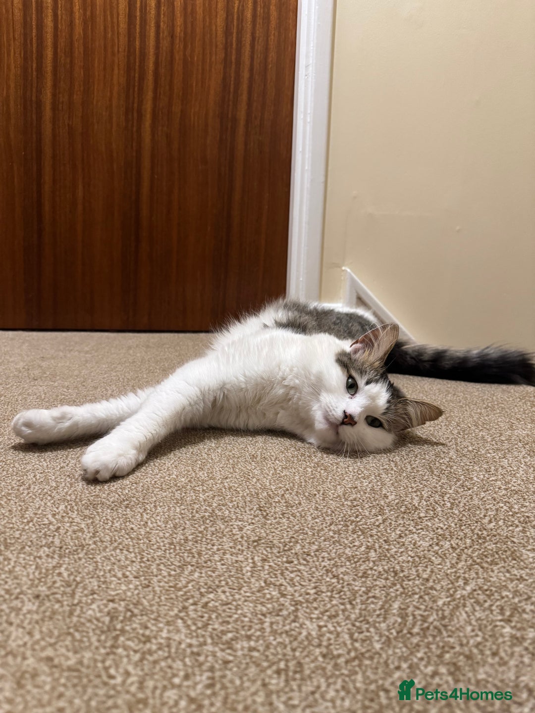 Mixed Breed cats for sale: Beautiful Male fluffy cat - Advert 3