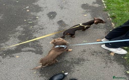 Miniature Dachshund dogs for sale: Male and female dachshund not related  - Image 5