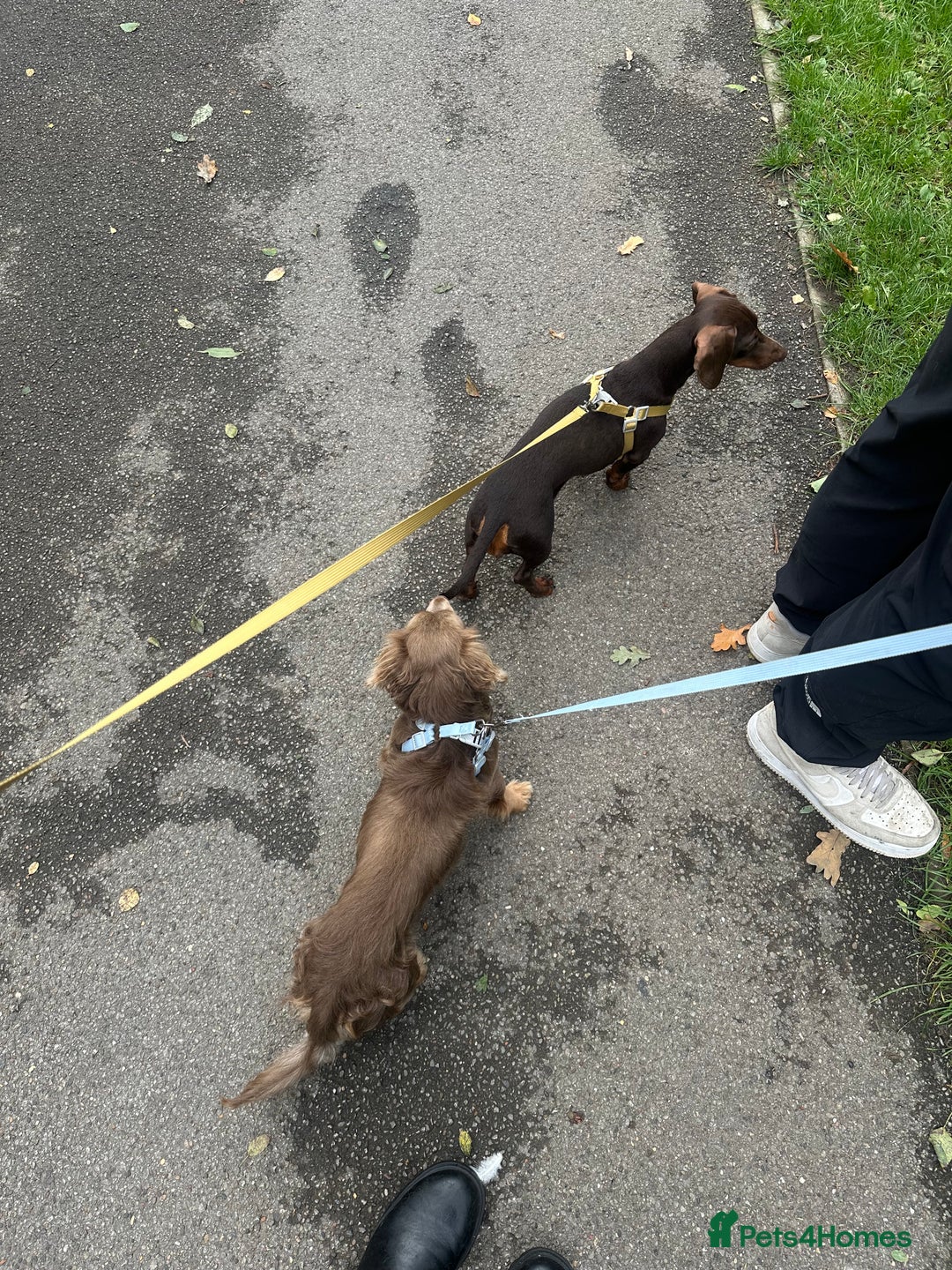 Miniature Dachshund dogs for sale: Male and female dachshund not related  - Image 5