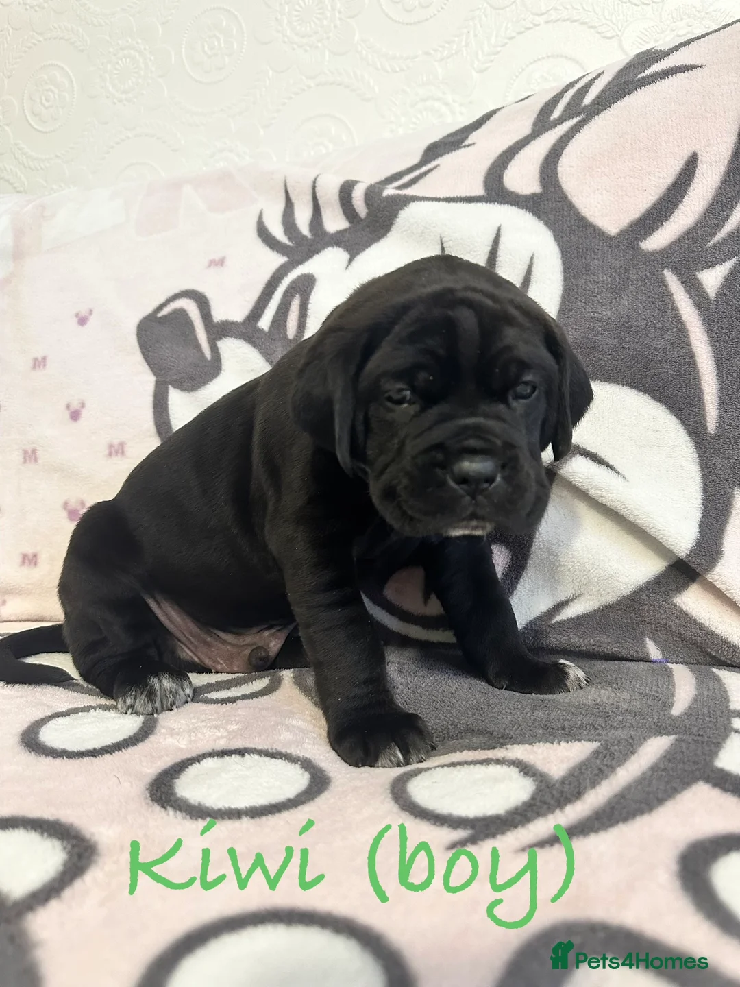 Cane Corso dogs for sale: Urgent Cane Corso Puppies - Advert 9