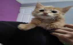 Mixed Breed cats for sale: 2 Beautiful Male Ginger Fluffy Kittens - Image 7
