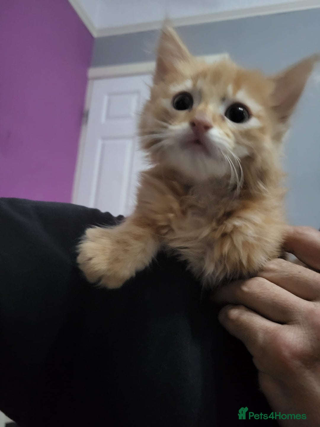 Mixed Breed cats for sale: 2 Beautiful Male Ginger Fluffy Kittens - Image 7