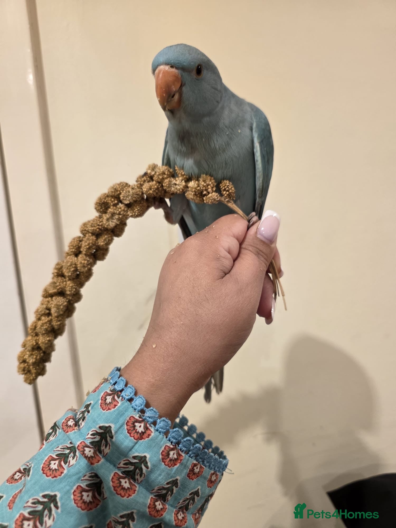 Ringnecks birds Blue Indian Ringneck Parrot Hand Tame - Advert 1