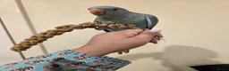 Ringnecks birds for sale: Blue Indian Ringneck Parrot Hand Tame in Birmingham - Advert 1