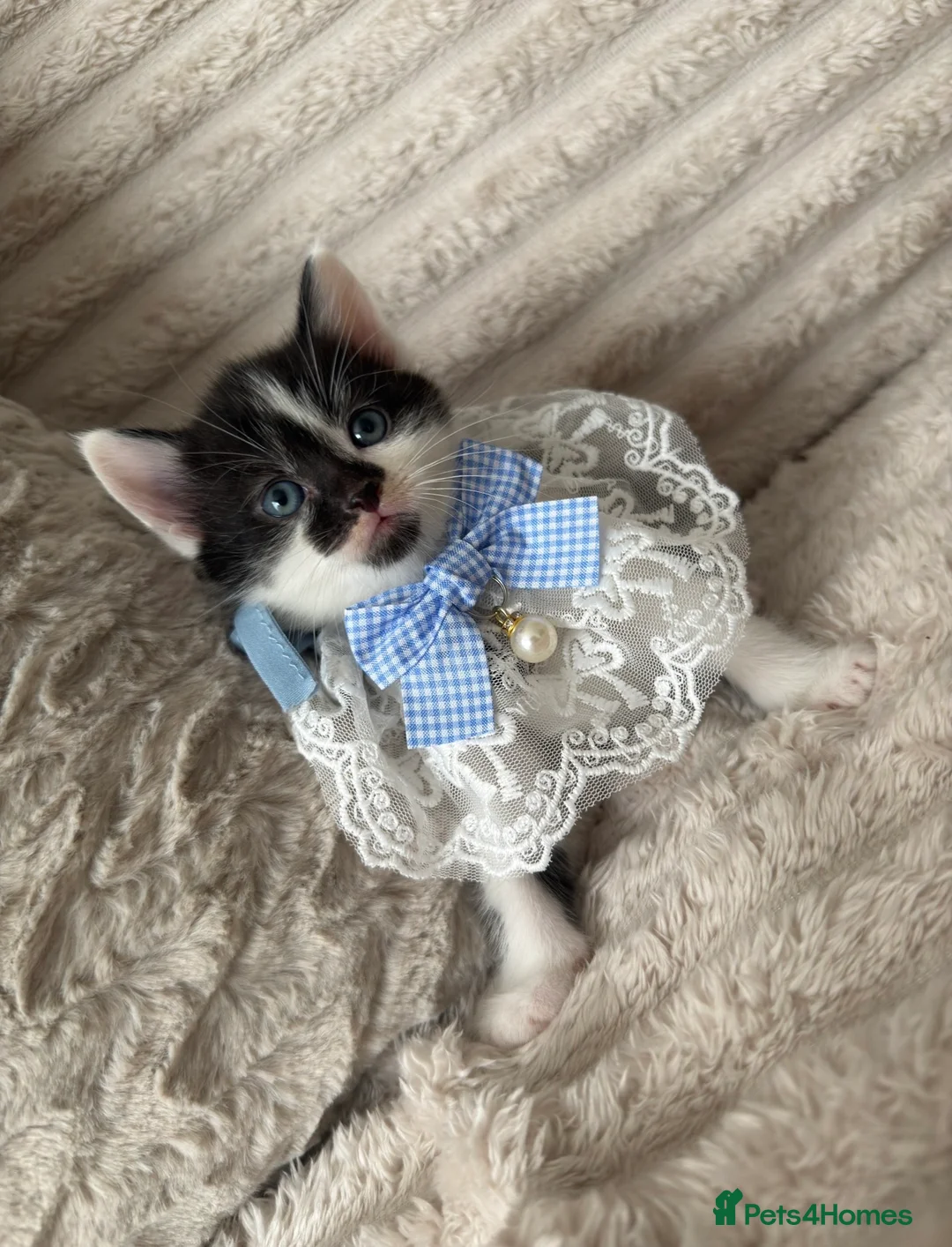 Mixed Breed cats for sale: Sweet kittens are looking for a new home. - Advert 13