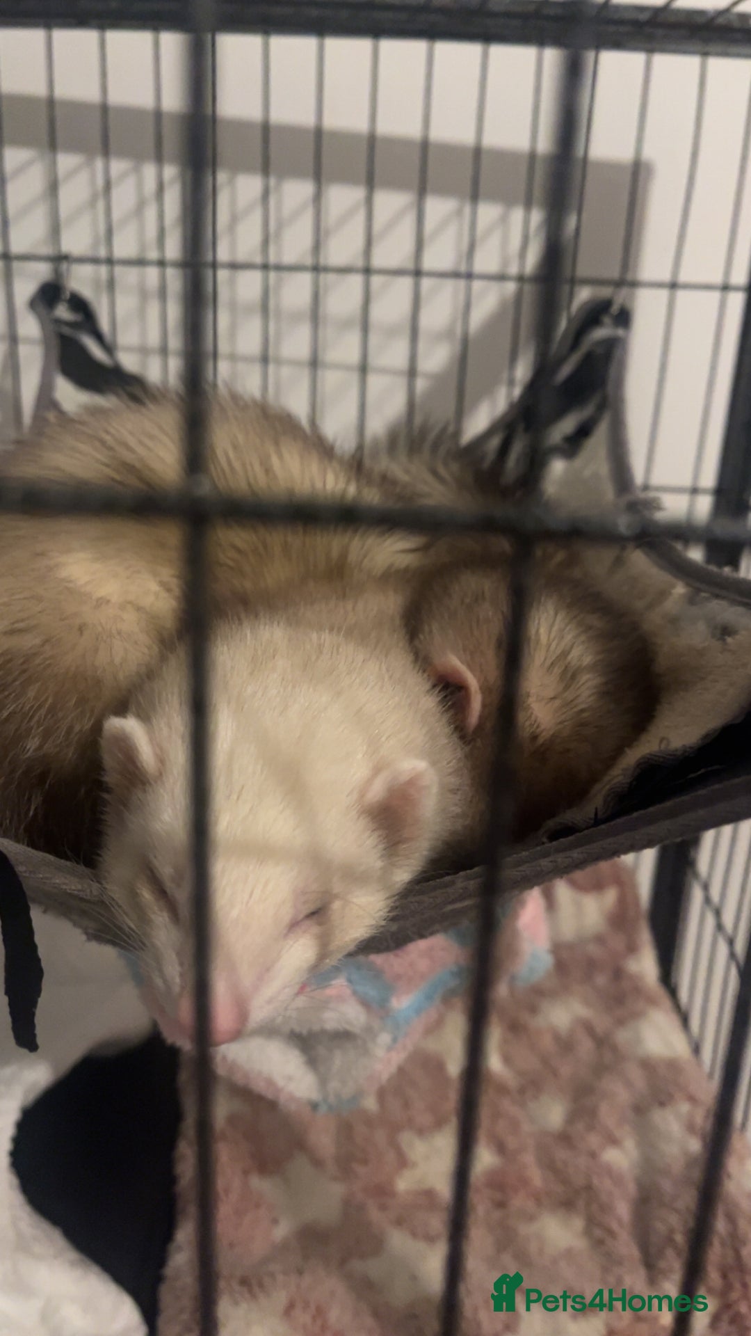 Mixed Breed rodents for sale: Ferrets  - Advert 2