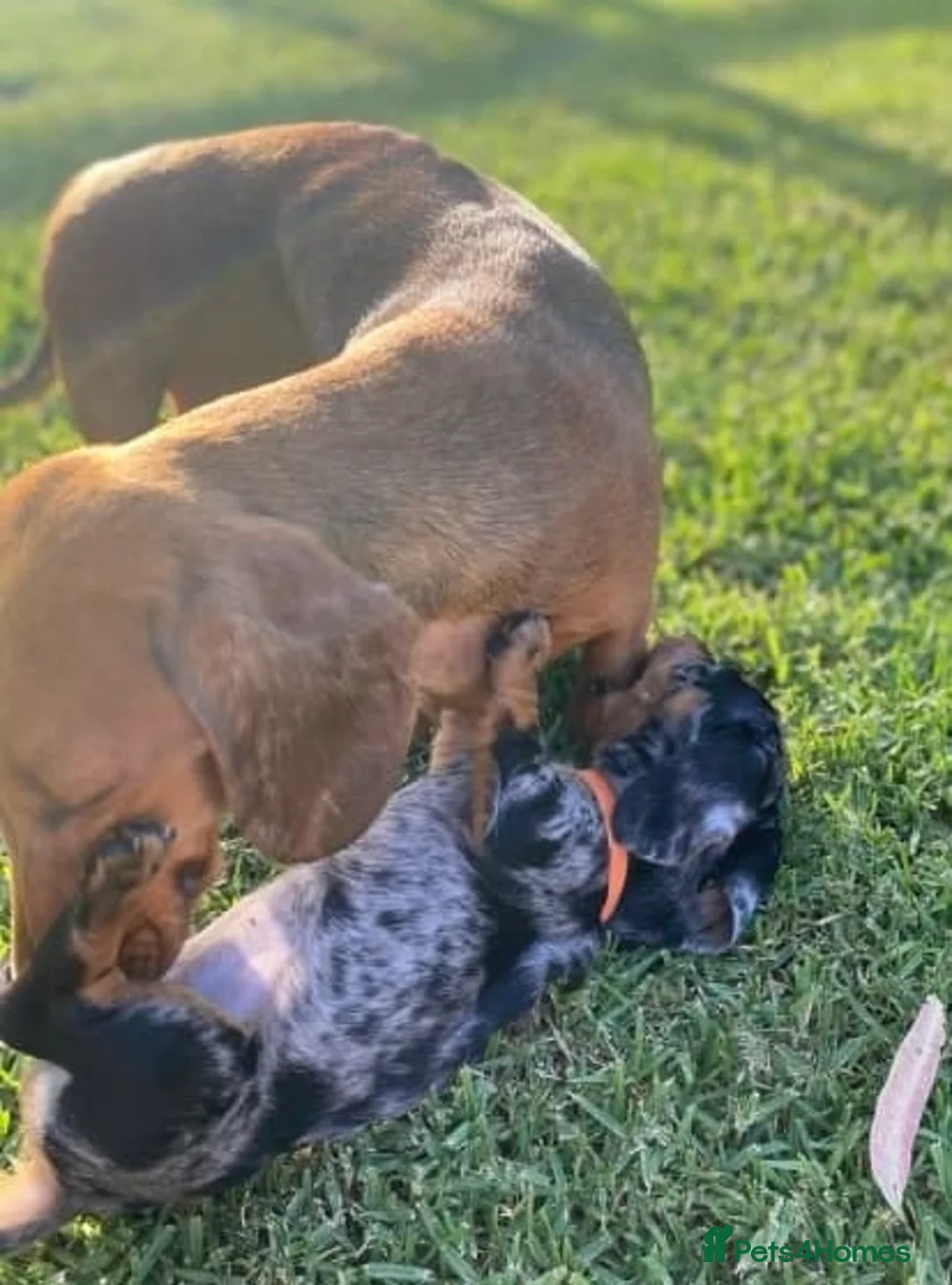 Miniature Dachshund dogs for sale: Active purebred dachschunds shorthair.  - Advert 6