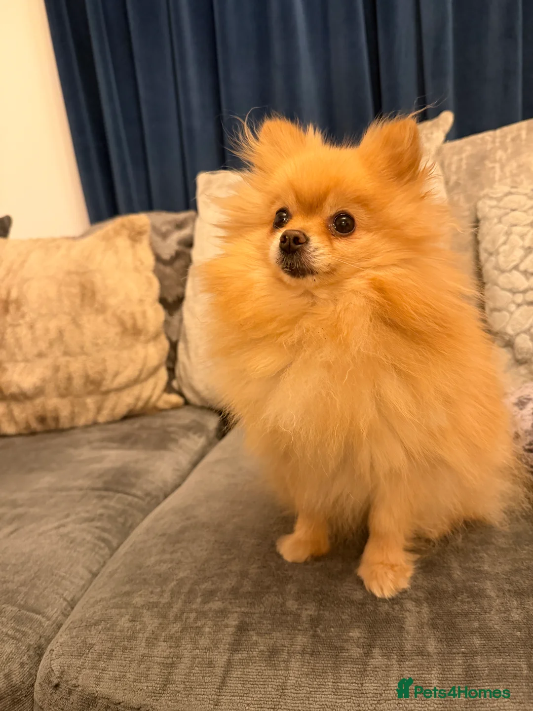Pomeranian dogs for sale: Poppie&Lexie  - Advert 2