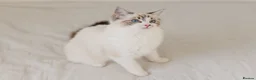 Ragdoll cats for sale: Ragdoll princess looking for her forever home - Advert 19