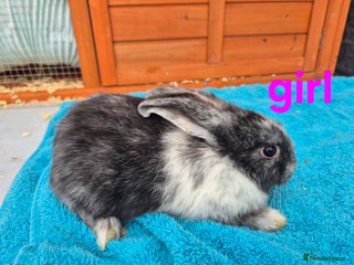 French Lop rabbits Last remaining girl - Advert 3