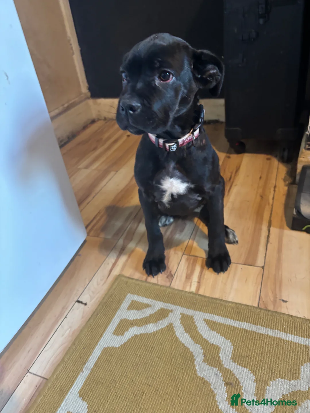 Cane Corso dogs for sale: Female cane corso in Stoke-on-Trent - Advert 2