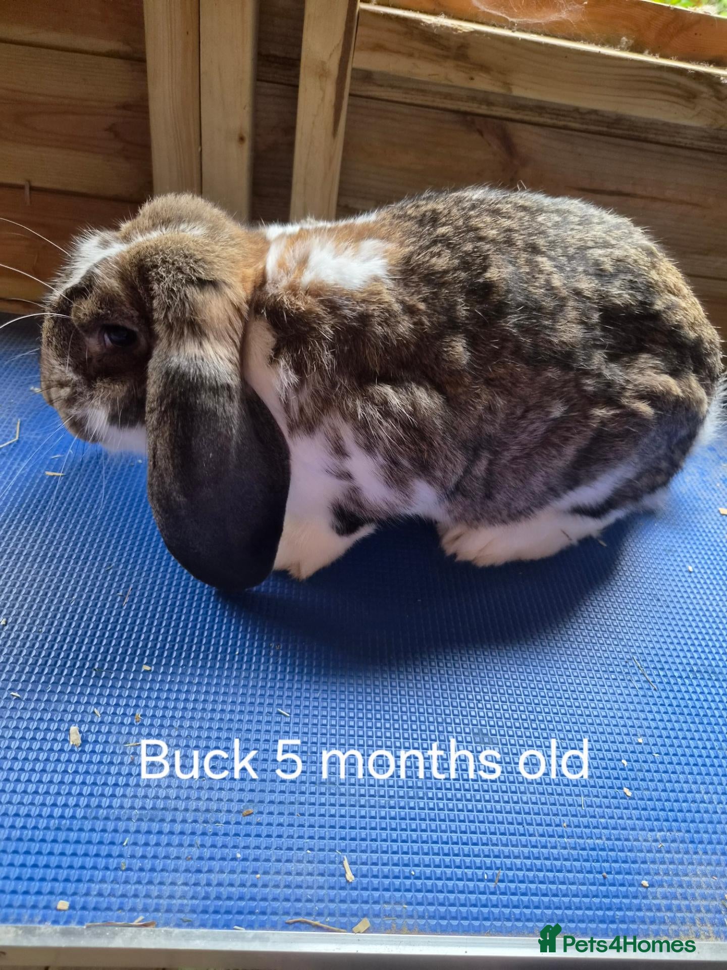 French Lop rabbits Show quality french lops available  - Advert 1