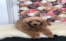 Toy Poodle dogs for sale: Kc reg Toy poodle bitch  - Image 2
