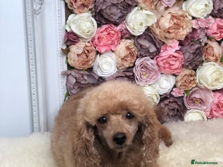 Toy Poodle dogs - Advert 1