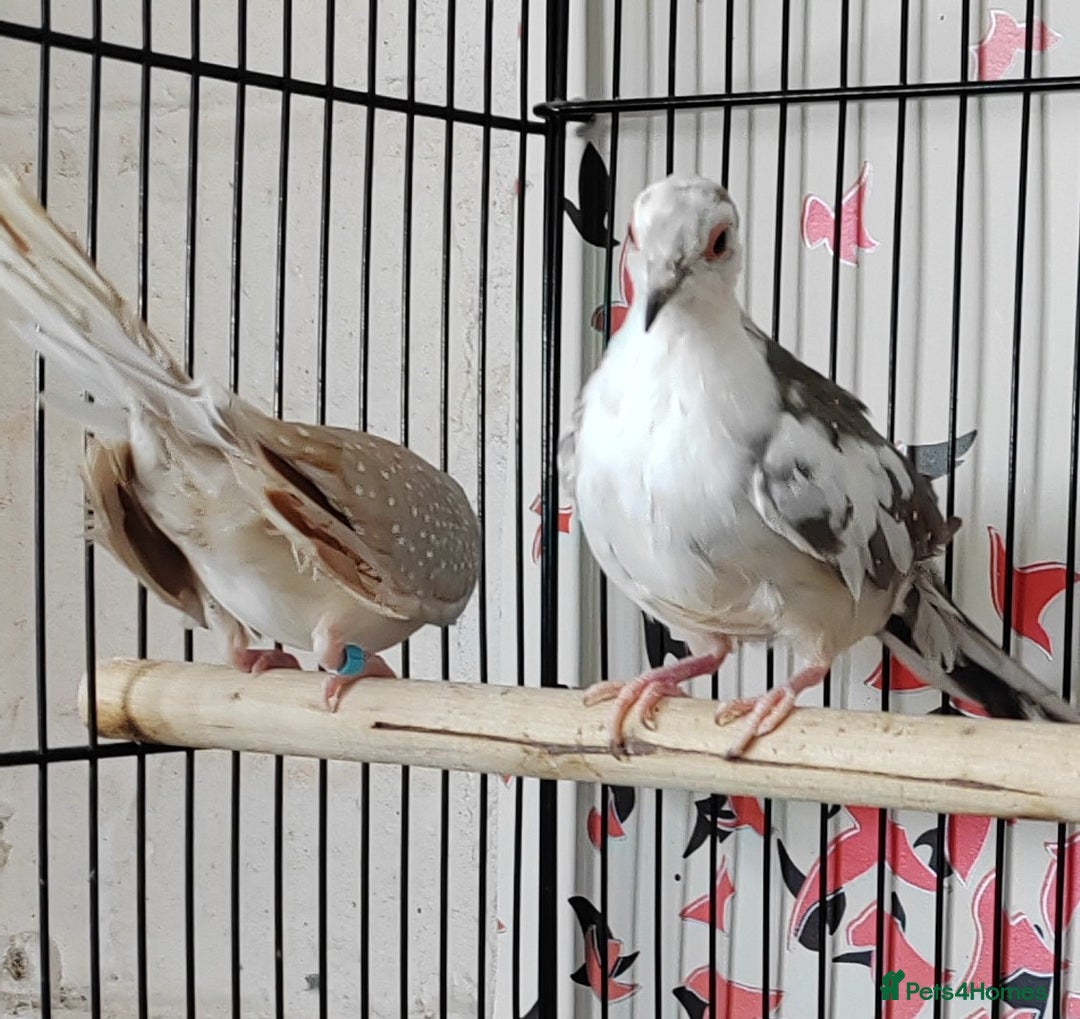 Doves birds for sale: Beautiful Diamond Doves - Advert 4