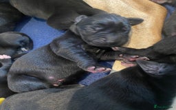 Great Dane dogs for sale: Stunning litter of 9 Great Danes  - Image 11
