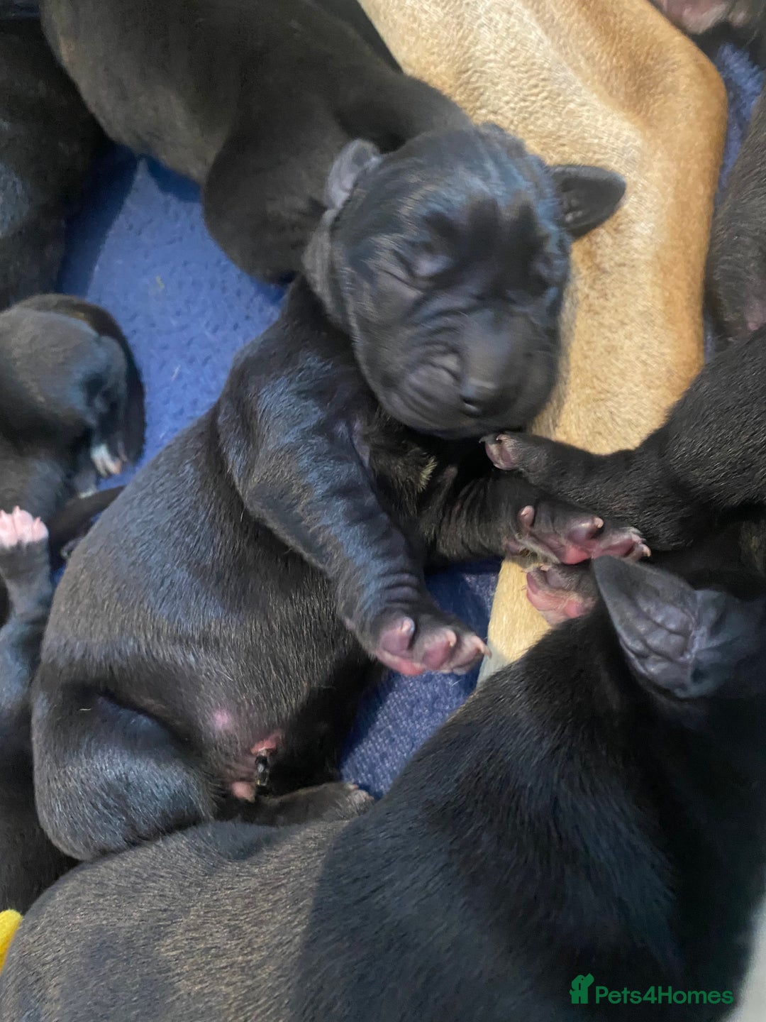 Great Dane dogs for sale: Stunning litter of 9 Great Danes  - Image 11
