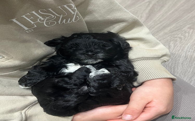 Maltipoo dogs *1 FEMALE AVAILABLE* Quality F1 Maltipoo Puppies - Advert 3