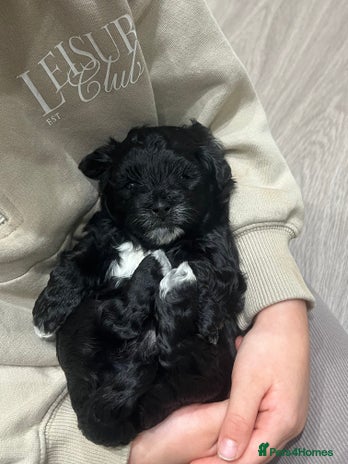 Maltipoo dogs *1 FEMALE AVAILABLE* Quality F1 Maltipoo Puppies - Advert 3