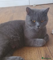 British Shorthair cats in Gloucester - Advert 1