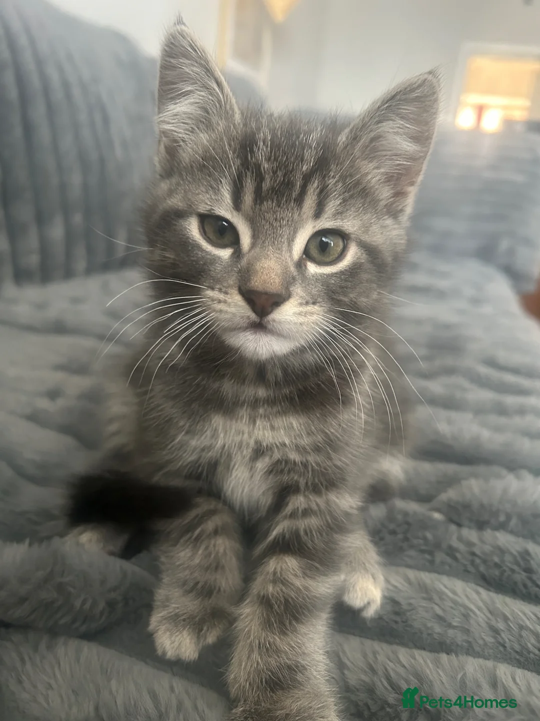 Mixed Breed cats for sale: 3 kittens mixed breed for sale in Southampton - Advert 2