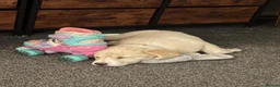 Goldador dogs for sale: Beautiful Goldador for sale in Darwen - Advert 4