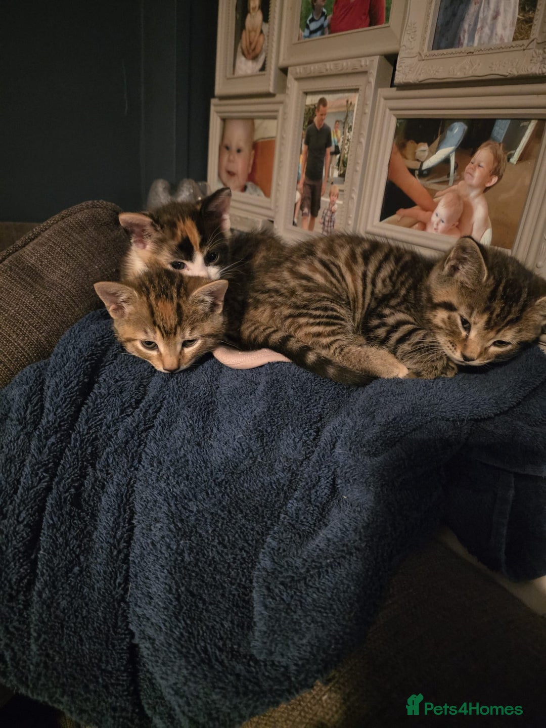 Bengal cats for sale: 3 beautiful part bengal kittens - Advert 4