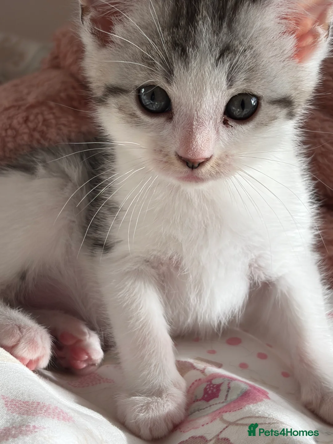 Mixed Breed cats for sale: Beautiful snow leopard cross  - Advert 2