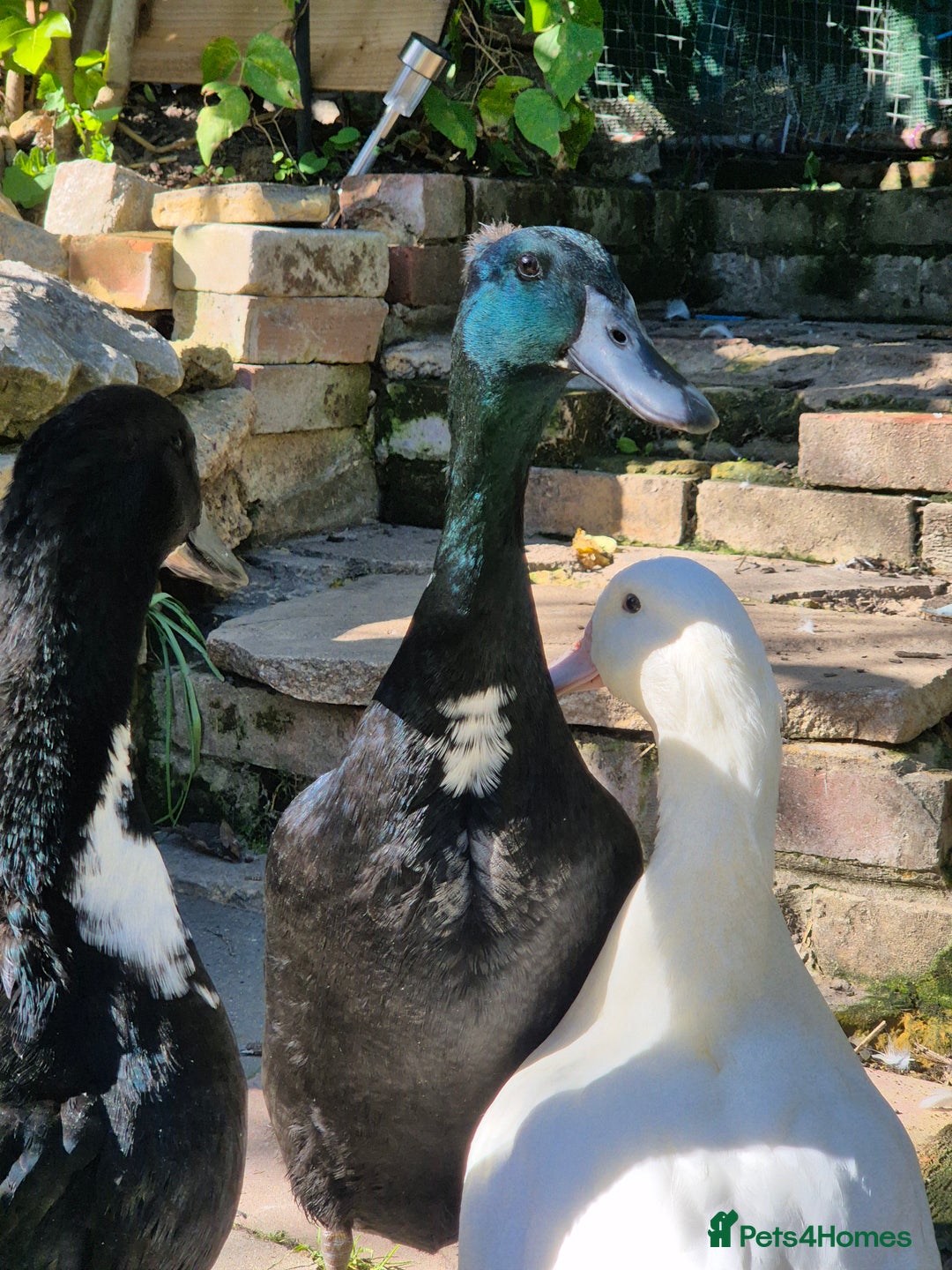 Ducks poultry for sale: 2 female and 1 male Ducks  - Image 4