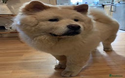 Chow Chow dogs for stud: Chow Chow Studs (Ragsbagsandbear Mating Services) - Advert 6