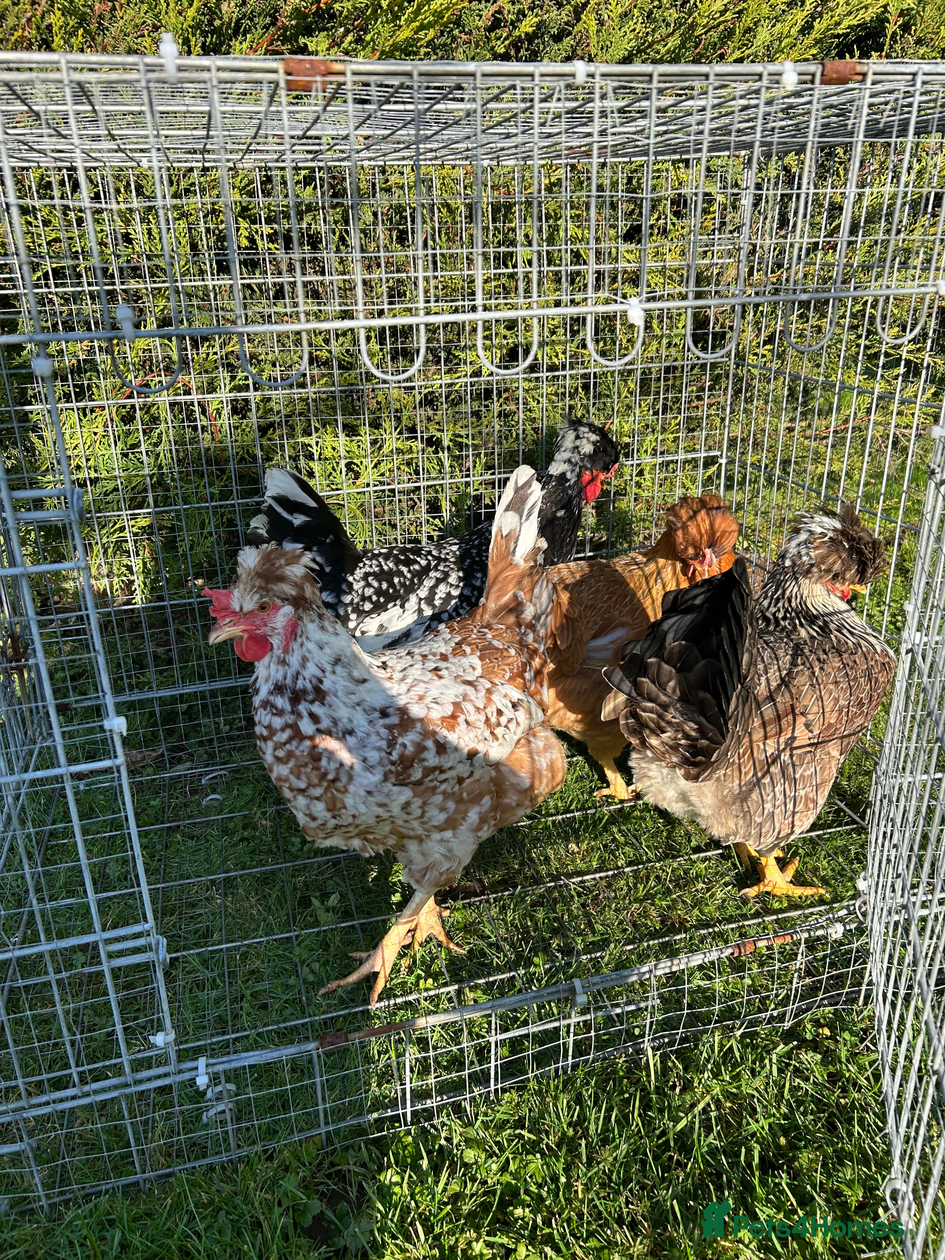 Mixed Breed birds 4 hens , 1,5 years old  - Advert 21
