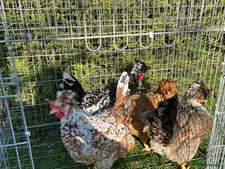 Mixed Breed birds 4 hens , 1,5 years old - Advert 21