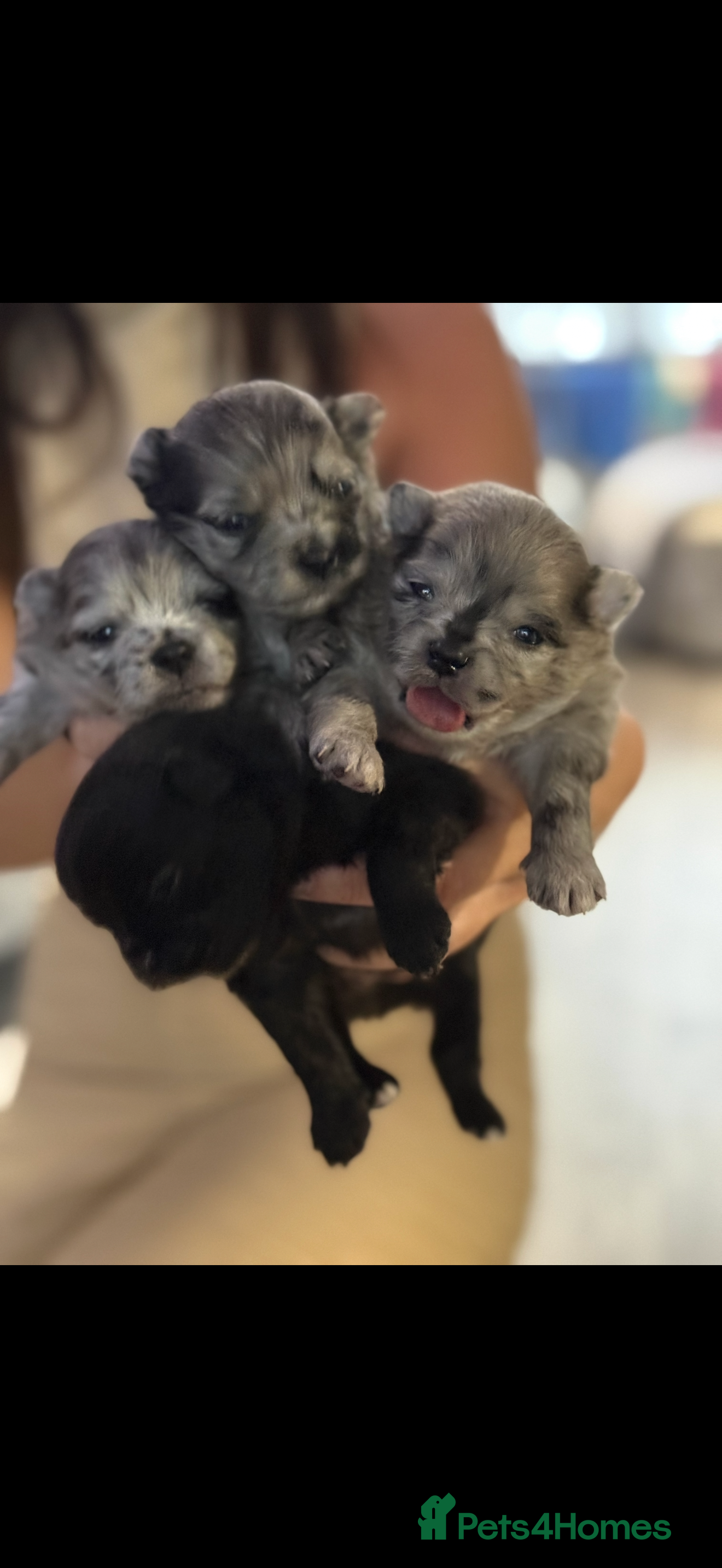 Pomeranian dogs Pomeranian pups  - Advert 2