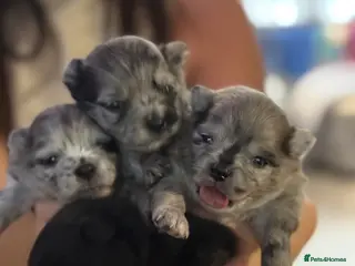 Pomeranian dogs Pomeranian pups - Advert 2