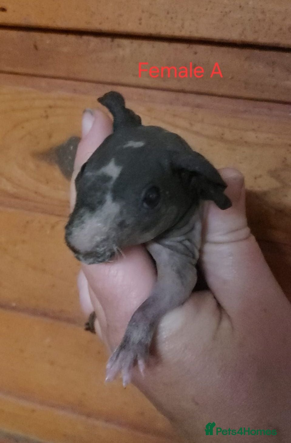 Guinea Pig rodents Skinny Pigs Males and Females available now - Advert 22