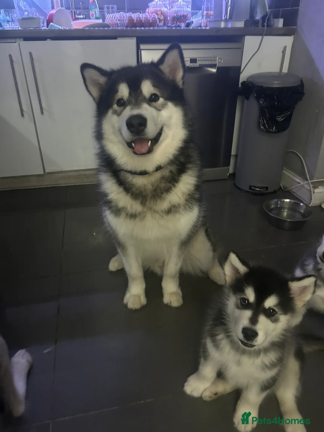 Alaskan Malamute dogs for sale: LAST BABY BOY! - Advert 5