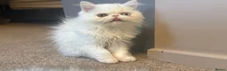 Persian cats for sale: Odd eyed male kitten  - Advert 5