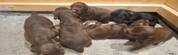 Cocker Spaniel dogs for sale: Working Cocker Spaniel Puppies - Advert 17