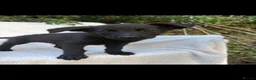 Mixed Breed dogs for sale: Black shepradors - Advert 4