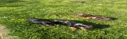 Dachshund dogs for sale: Miniature Daschunds puppies - Advert 23