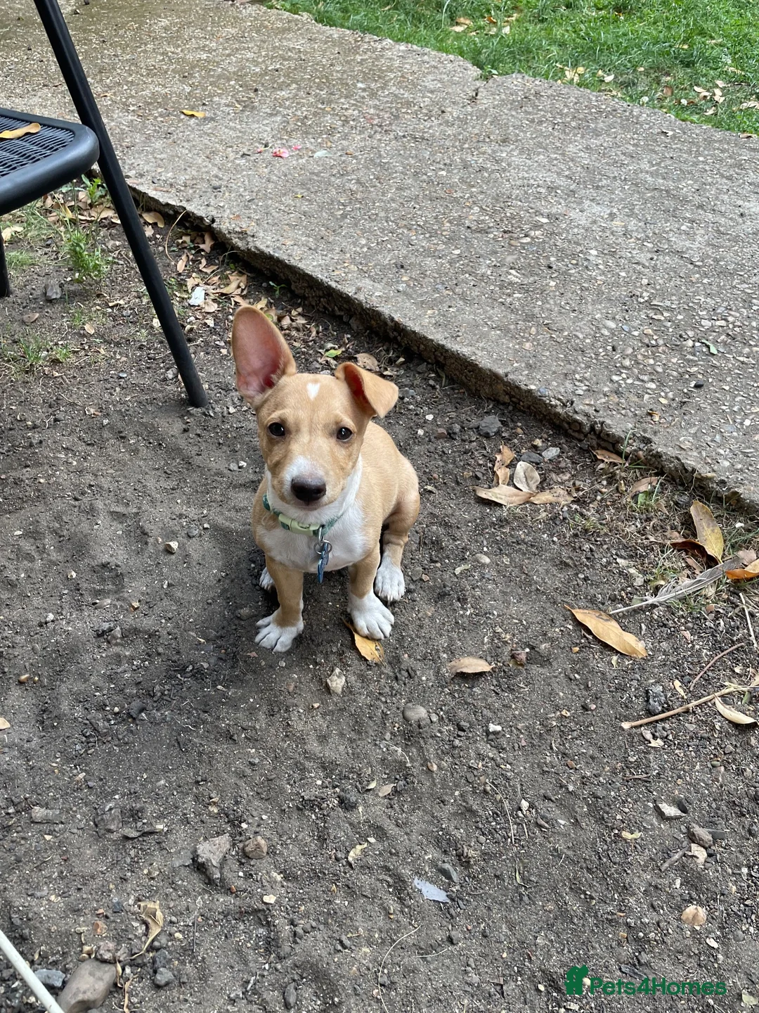 Mixed Breed dogs for sale: Cyril, lovely 7 month old jack russel pup - Advert 2